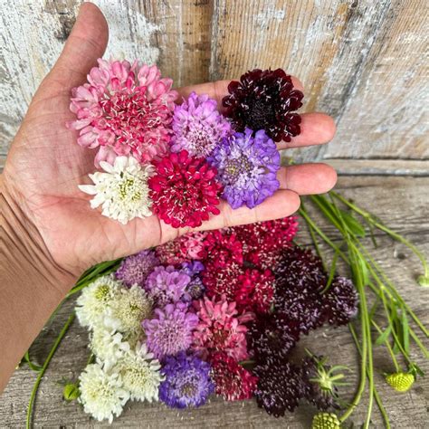 Imperial Mix Scabiosa Pinetree Garden Seeds