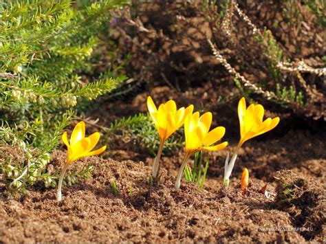 Save The Nature ~ Penguin Yellow Crocus Nature Yellow Flowers