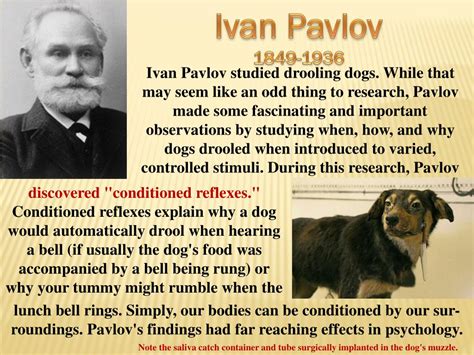 Ppt Ivan Pavlov 1849 1936 Powerpoint Presentation Free Download Id