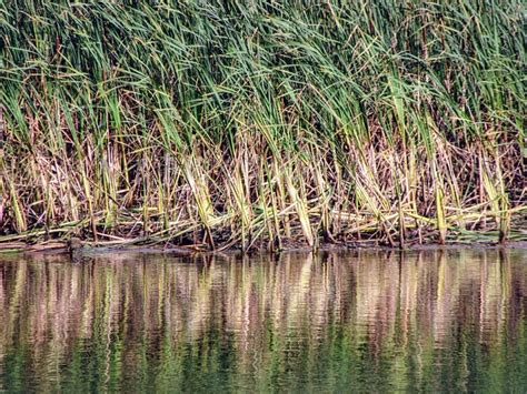 Reed Water Nature Free Photo On Pixabay Pixabay