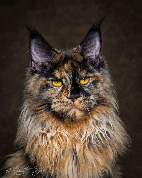 Maine coon cats are moderately active. 40 Majestic Pictures Of Maine Coon Cats That Will Take ...