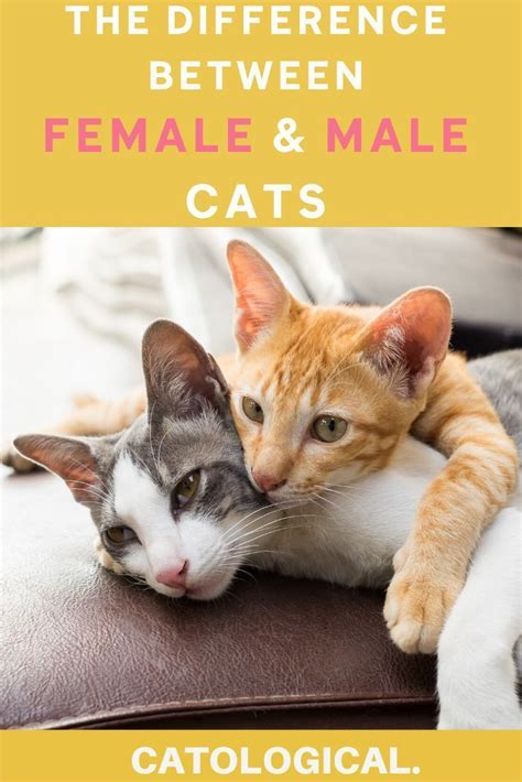 Differentiate Male And Female Cat