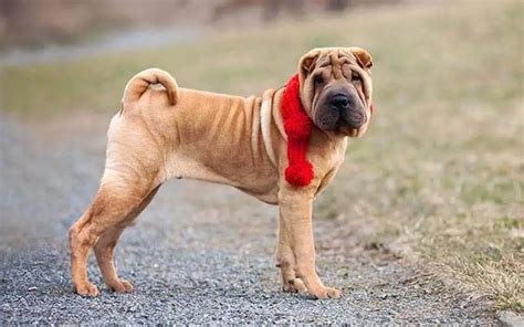Chinese Shar Pei Dogs Breed Facts And Information