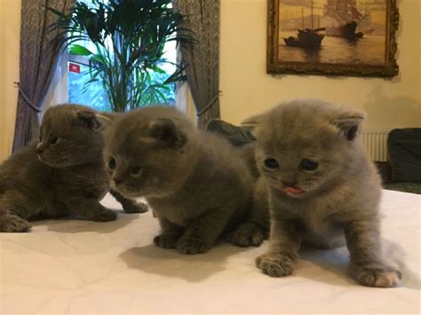The Kuwait Cats And Kittens Adoption And Sales Email Us At Musarahhim