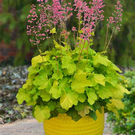 10 Best Plants For Container Gardening Container Plants