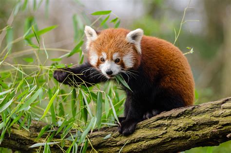 Red Panda Symbolism Dreams And Messages Spirit Animal