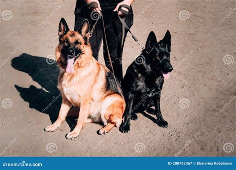 Kennel Of High Breed German Shepherd Dogs Three Adorable German