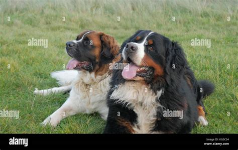 2 Happy Dogs Stock Photo Alamy