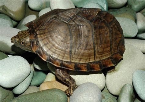 When you seek turtles that stay small, you need to take into account the legalities involved. Razorback Musk Turtle - Pet Turtles that Stay Small | Pet ...