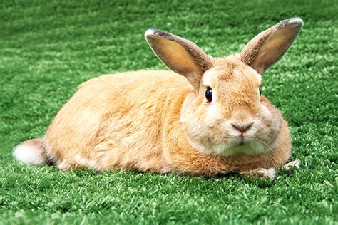 Treating your cat for coccidia. Coccidiosis in Rabbits - Symptoms, Causes, Diagnosis ...