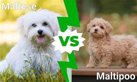 Maltese Vs Maltipoo Whats The Difference A Z Animals