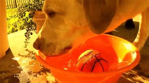 Dogs Drinking Water Youtube
