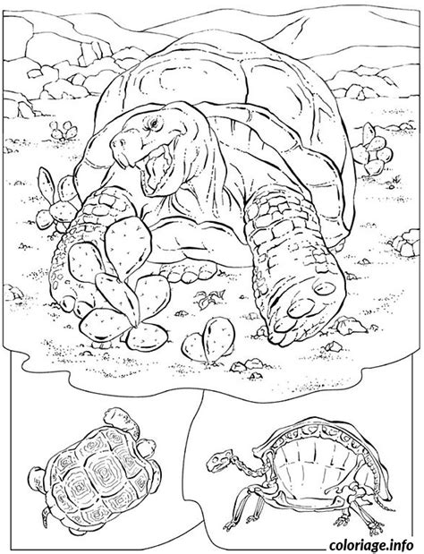 Tortue et poissons sur un fond blanc, illustration vectorielle. Coloriage tortue terrestre - JeColorie.com