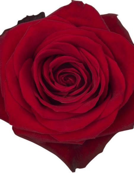 Freedom Red Roses 100 Stems
