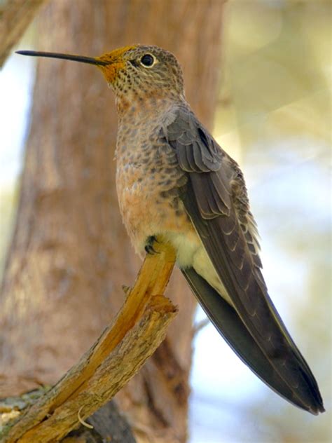 Giant Hummingbird Patagona Gigas Thru Out The Length Of The Andes On