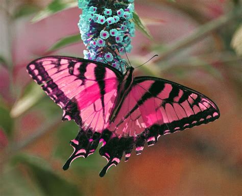 Butterfly On A Flower Jay Koolpix Flickr In 2020 Beautiful