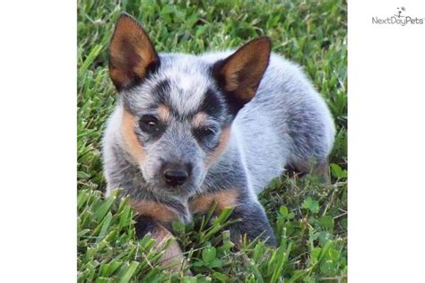 Queen elizabeth pocket beagle puppies tennessee, chattanooga. Australian Cattle Dog/Blue Heeler puppy for sale near Chattanooga, Tennessee | 656769d0-61e1