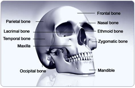 While the bony framework of the neck is define. Facts about Skeletal System / Know your skeletal System ...