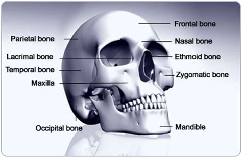 Bones of the skeleton are split into two groups: Facts about Skeletal System / Know your skeletal System - Print