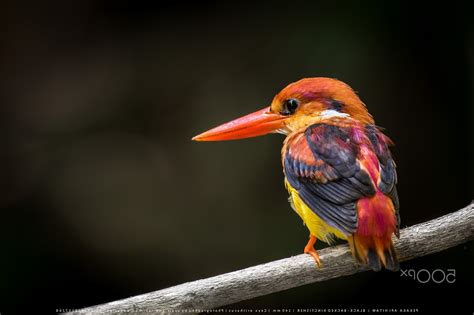 2048x1365 Photography Nature Animals Birds Kingfisher Wallpaper