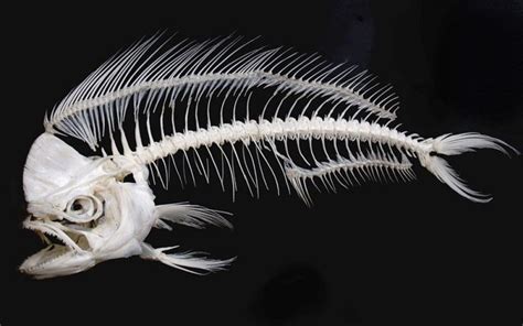 Angler Fish Skeleton Fish Skeleton Animal Skeletons Fish Art