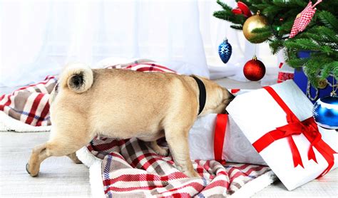 Check spelling or type a new query. 17 Best Christmas Gift Ideas for Dogs That'll Surprise You ...