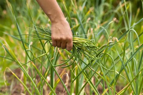 Harvesting Garlic Scapes And 15 Recipes You Need To Try Garlic Scapes