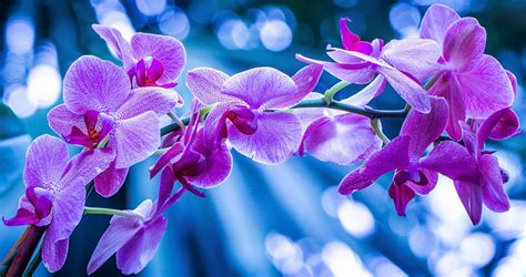 A Field Of Light Orchid Wallpaper Purple Orchids Orchids