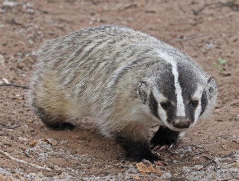 American Badger Profile Traits Facts Skull Habitat Angry