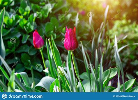 Spring Red And Pink Tulip Flowers On Green Grass Background Stock