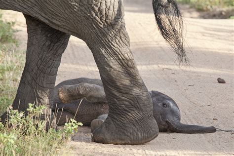 Newborn Elephant Baby