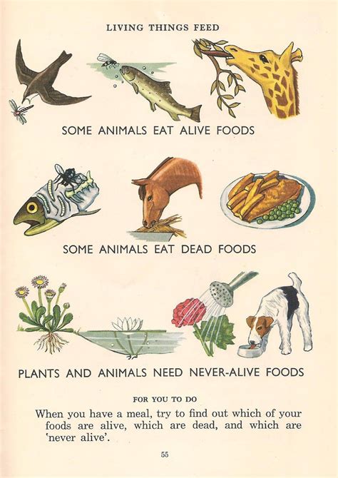 Living Things Feed Science Illustration Illustration