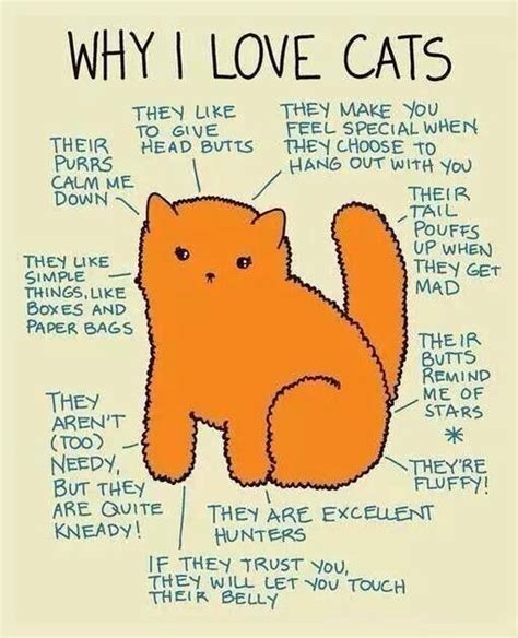Why I Love Cats Imgur
