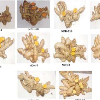 Morphological Variability Of Different Turmeric Curcuma Longa L