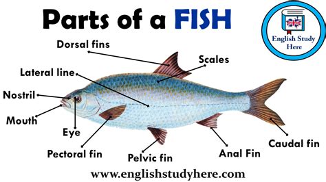 Parts Of A Fish Vocabulary English Study Here