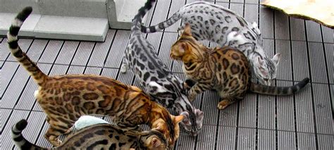 Exotic legends (bengal cats), olympia, washington. Bengal | Exotic House Cat