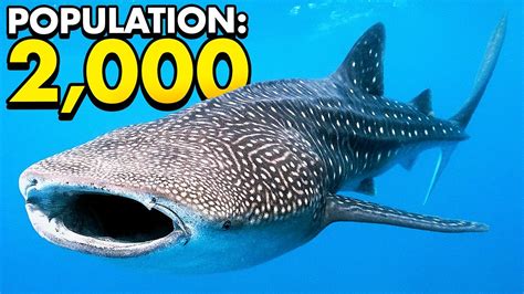 Top 10 Endangered Sea Creatures Underwater Central Youtube