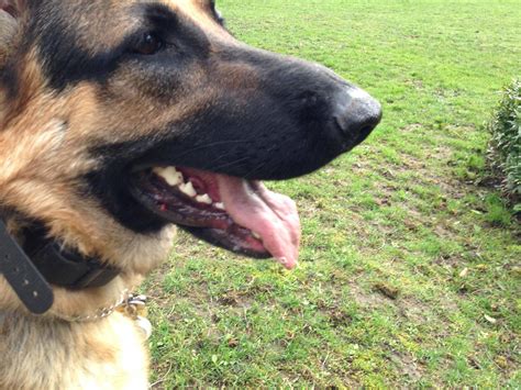 Blood Filled Bumpblister On Lip German Shepherd Dog Forums