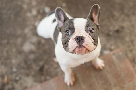 Blue Pied French Bulldog Tale Of Tails Photography Blue Brindle