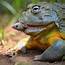 African Bull Frog With Lunch  Natureismetal