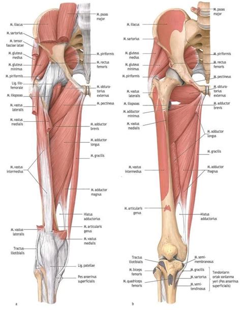 Whether they come at night or during the day, cramps can affect various muscle groups. Описание: medial-thigh-muscles | Leg muscles anatomy ...