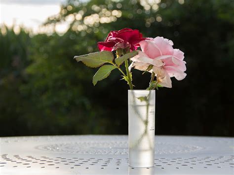 Tips Merawat Bunga Mawar Yang Layu Dalam Vas Agar Segar Kembali