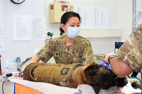 Do Army Veterinarians See Combat Health Blog