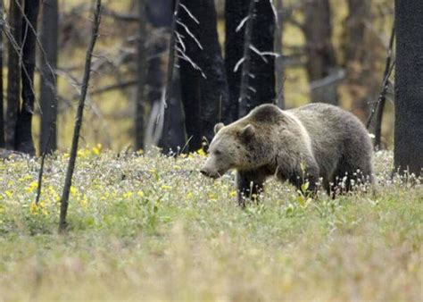 Backtracking On Grizzly Bear Recovery
