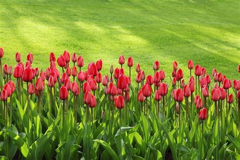 Tulipano, oleandro, rosa, geranio, begonia, gladiolo il rosso è il colore dell'amore e del cuore, del dinamismo e della vitalità, della sensualità e della passione, dell'autorità e della fierezza, della forza e. Fiori rossi: nomi, classificazioni e significati