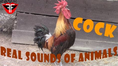 Cock Real Sounds Of Animals Video Dailymotion