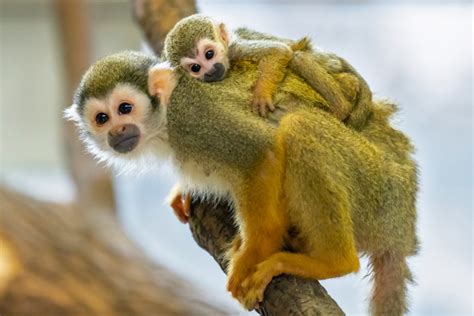 Baby Squirrel Monkey Boom At Zoo Vienna Zooborns