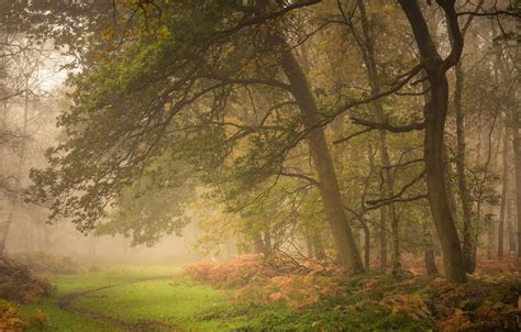 Wallpaper Autumn Forest Trees England Morning Path Images For