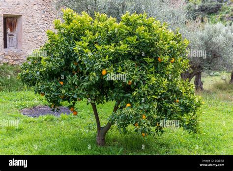 Citrus Sinensis Orange Tree Stock Photo Alamy
