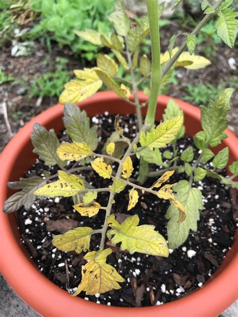 Tomatoes Yellowing Lower Tomato Leaves Gardening And Landscaping